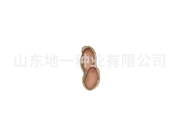 濰花23號(hào)種子
